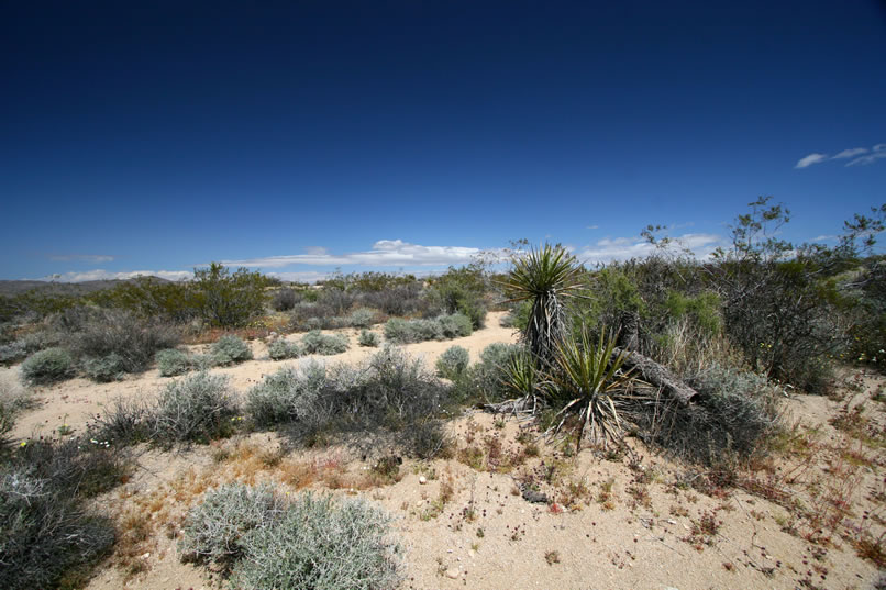 As we lose even more elevation we enter the sandy wash again.