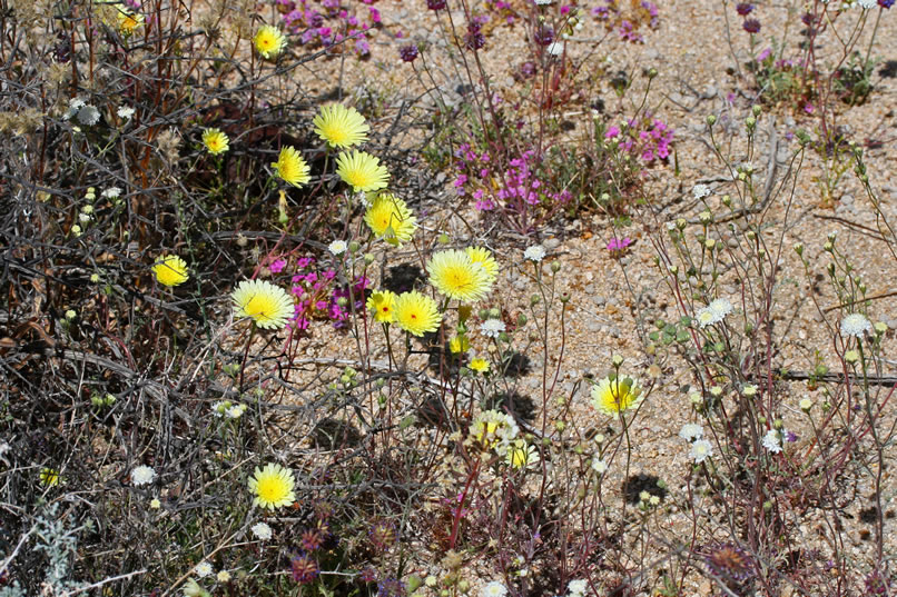 This sandy wash area seems to be a favorite locale for wildflowers.   Here are some colorful yellow desert dandelions.