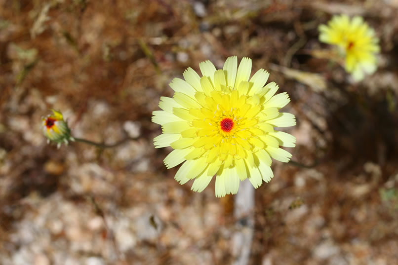 desert dandelion