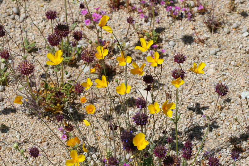 Desert golden-poppy mixed in with the deep purple of the chia pods makes for a colorful sight.