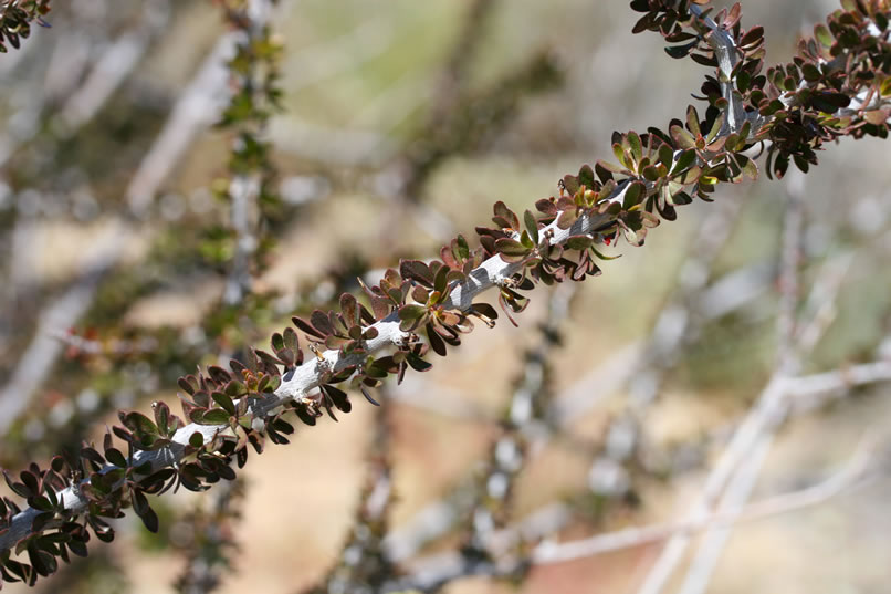 Anyone know the name for this large bush with ocotillo-like leaves?