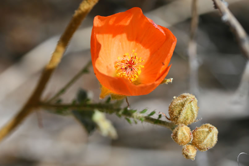 desert globe mallow