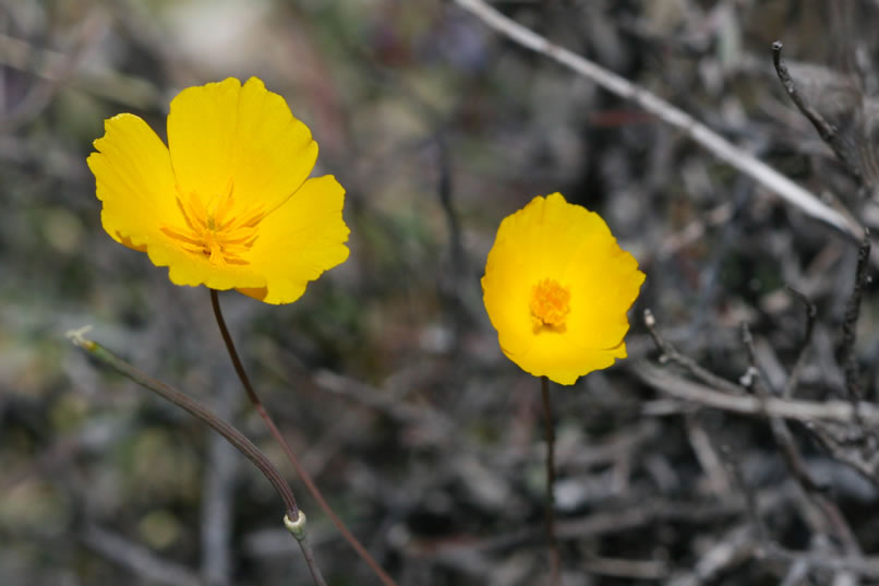 desert golden-poppy