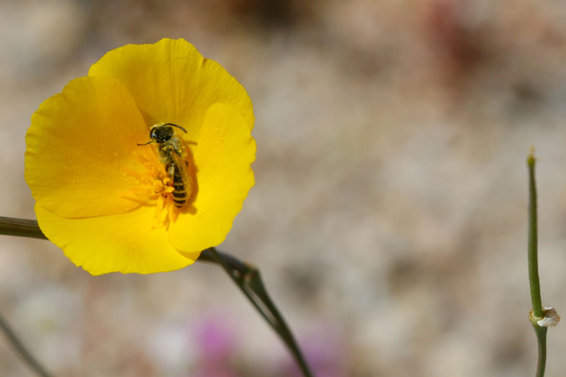 Here's one of the golden-poppies with a pollen covered bee.