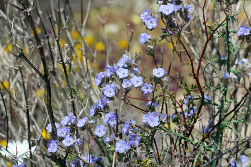 scorpionweed