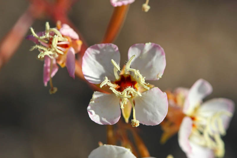 brown-eyed primrose