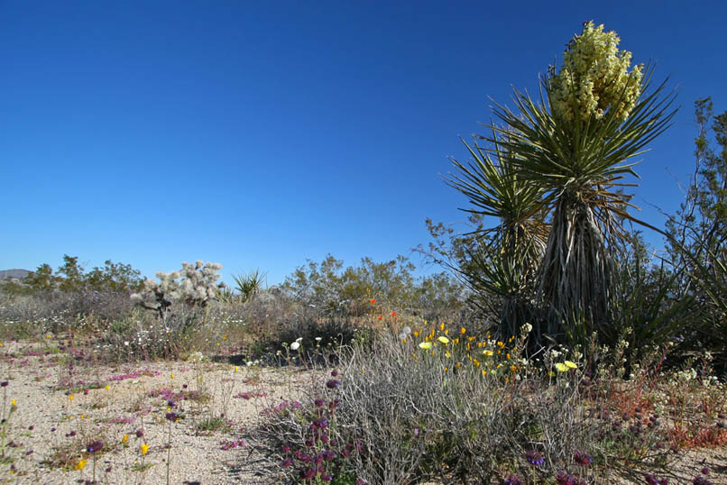 With the spring bloom at its peak, it's hard to believe that we're hiking across a barren stretch of desert!