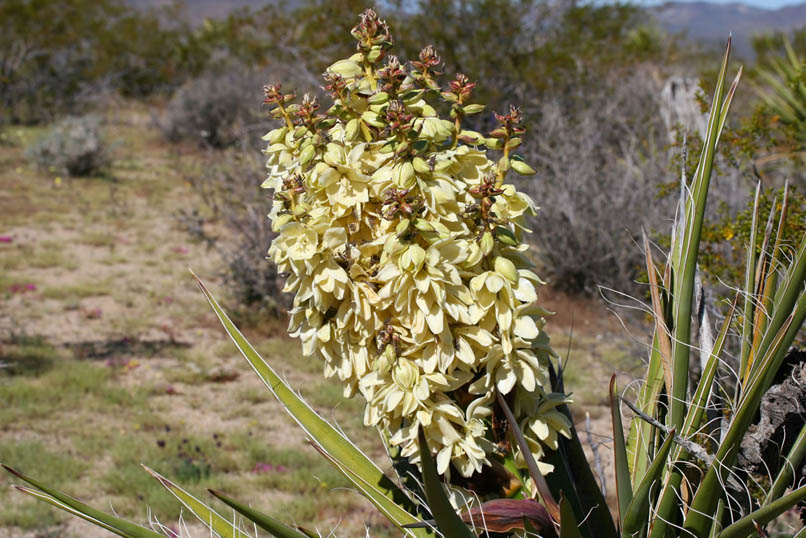 From a distance, this yucca blossom looks just like all the rest.  However, a closer look gives us quite a start.