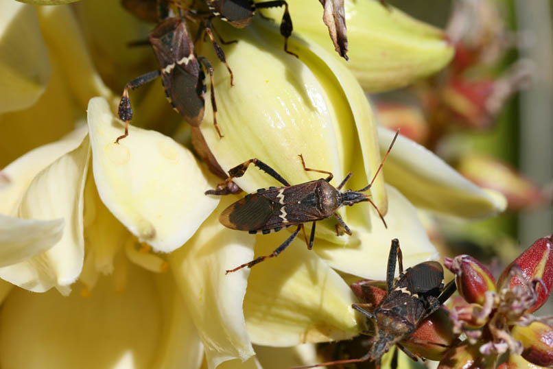 It's absolutely crawling with an infestation of leaf footed bugs.  Their long beaks are perfectly designed to pierce the soft plant tissue and suck the nourishing fluids within.