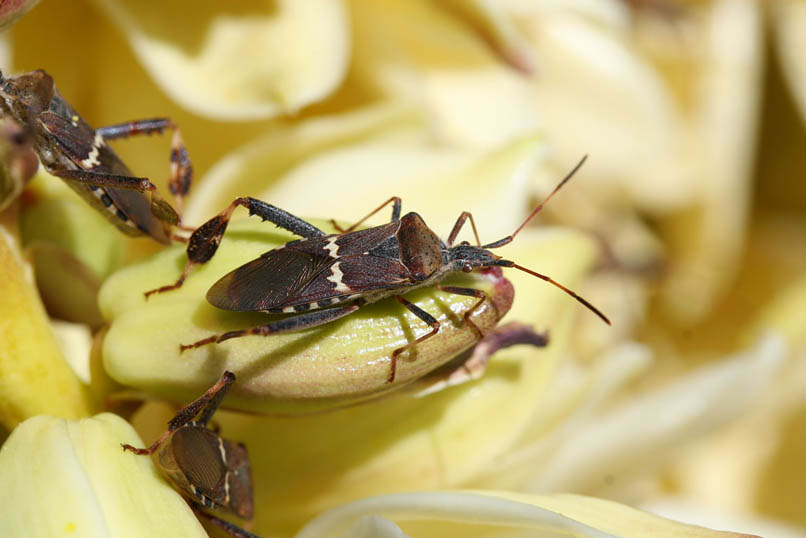 Here are a few other views of these gangly, iridescent interlopers.