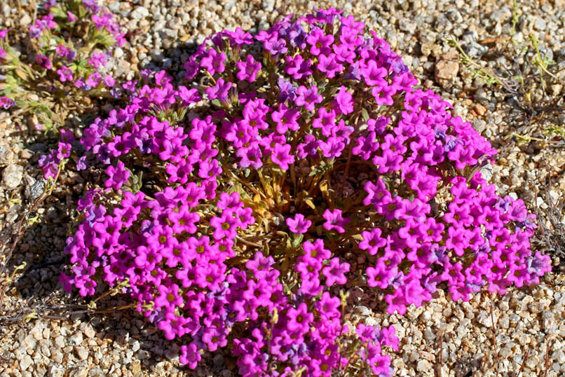 An impressive mound of purple mat.