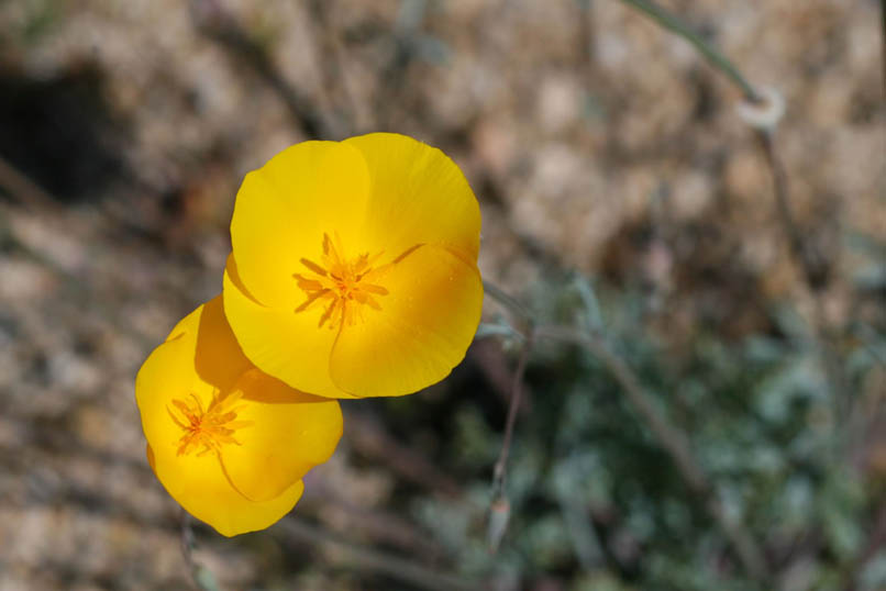 desert gold poppy