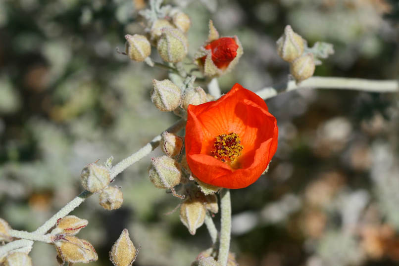 Another rest break gives us a chance to check out some of the flowers in this area.  Here's a desert globe mallow.