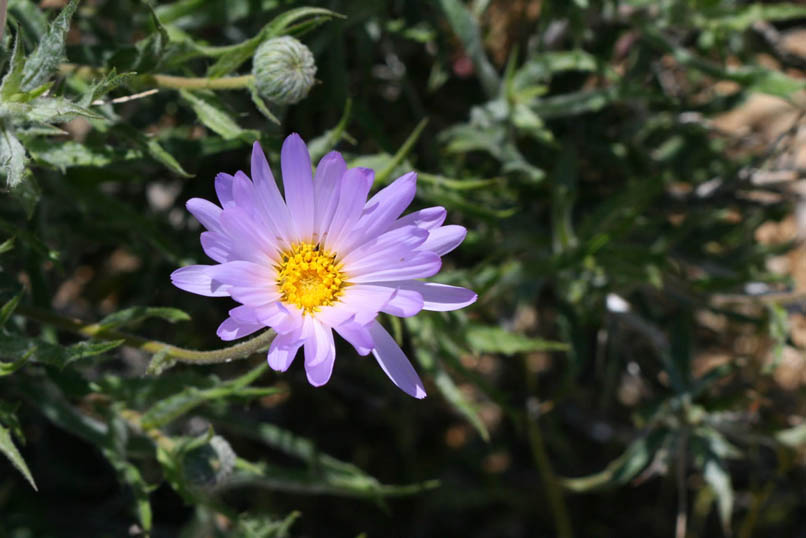 Mojave aster