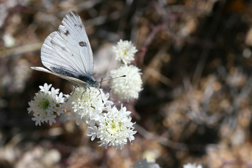 Not too far away we come upon this dainty spring white butterfly sipping nectar from a desert pincushion blossom.