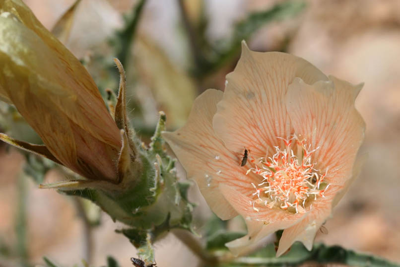 sand blazing star