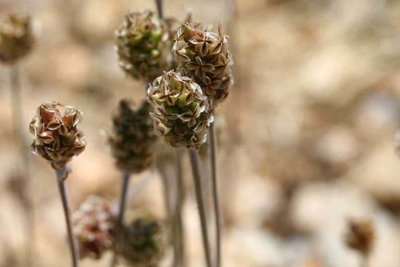 desert plantain