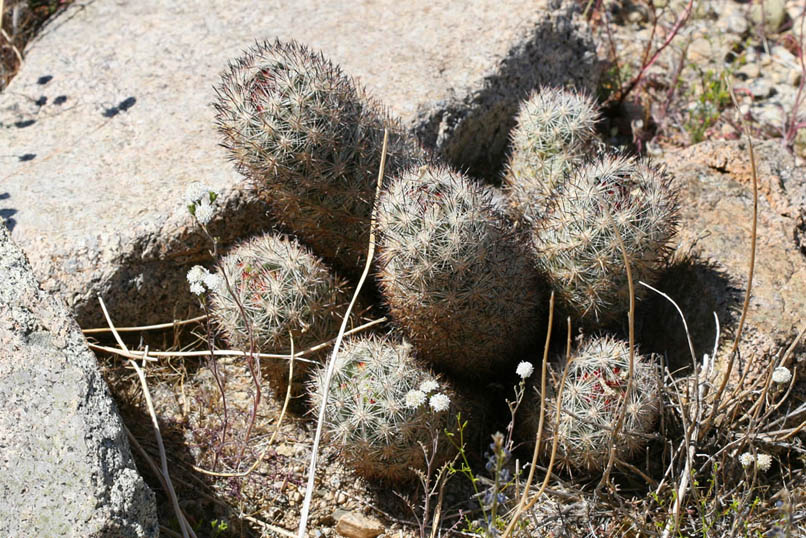 many-spined fishhook cactus