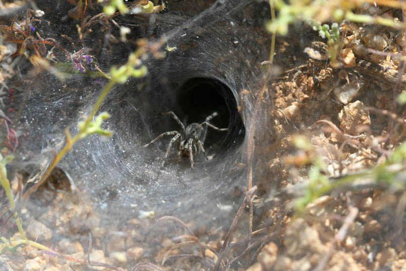 As we finally return to where we left our backpacks, we spot another funnel weaver spider.  After a short break, we set off up the road toward Conejo Well.