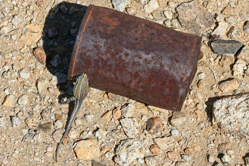 At first, we think that the lizard has just seen us approach and is doing an ostrich imitation by sticking its head into the tin can.