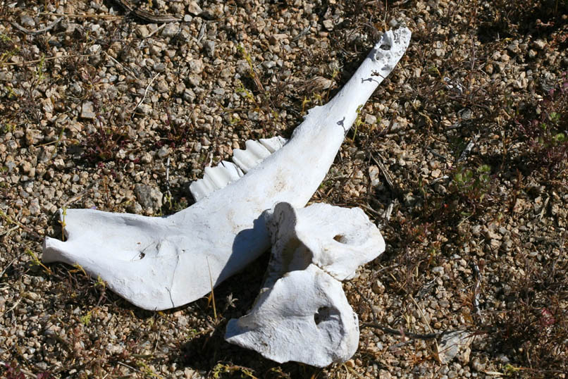 Alongside the trail is what appears to be the lower jawbone of a horse.