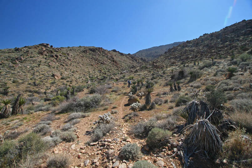 Niki continues to follow what's now not much more than a game trail.  It's hard to imagine that in the early 1930's Lee Lyons and Chuckawalla Bill Simmons were able to drive all the way up the canyon to Lee's cabin!