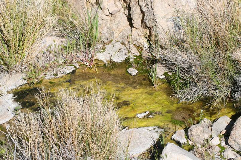 Some of the pools are small and shallow while others are large and deep.  This one sports a nice coating of algae.