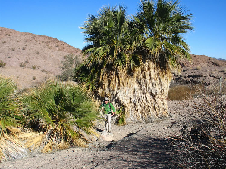 Niki gives some perspective to the size of the Washingtonia filifera palms and their thick mats of dried fronds.