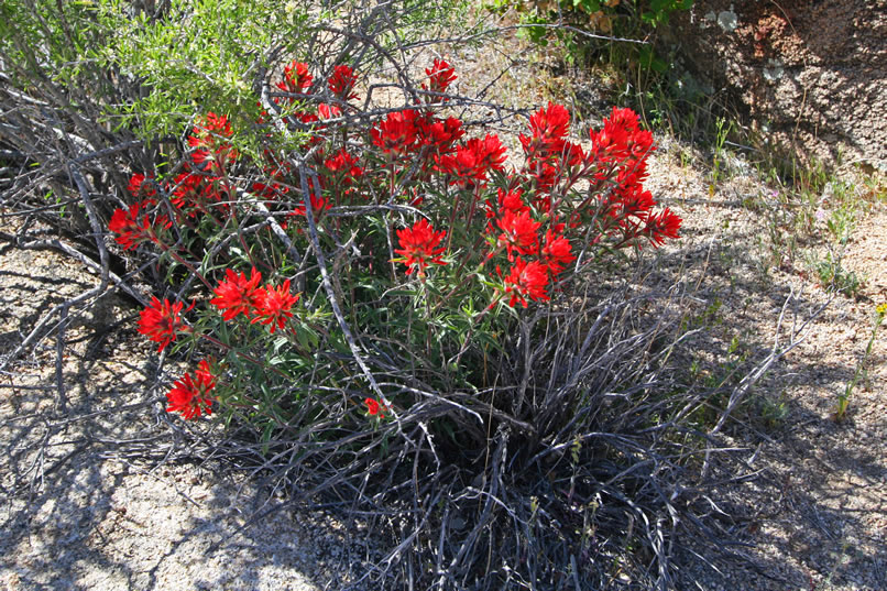 The vibrant red blossoms of Indian paintbrush.