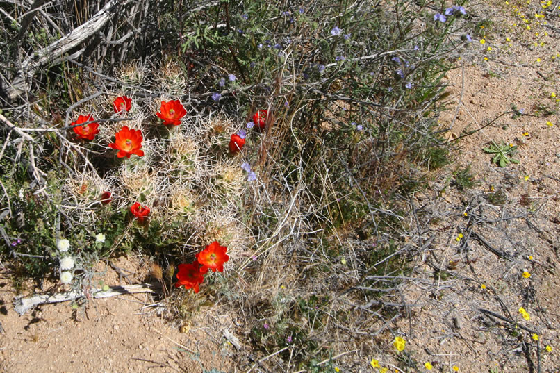 Another colorful hedgehog cactus.