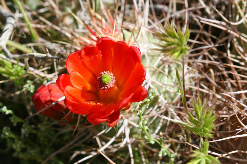 Along the route of our hike are a few more examples of the spring wildflower bloom.  Here's another hedgehog cactus.