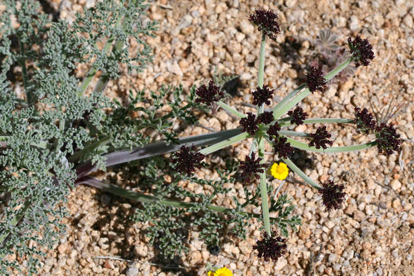 Here are a few photos of desert parsley, which is actually a member of the carrot family.  Don't be fooled by the name desert parsley.  This plant is not edible and many plants in this family are in fact poisonous.