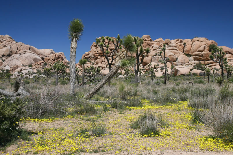 More rocks and more flowers greet us as we once again set off.  This time we're looking for a unique solstice and fertility site.