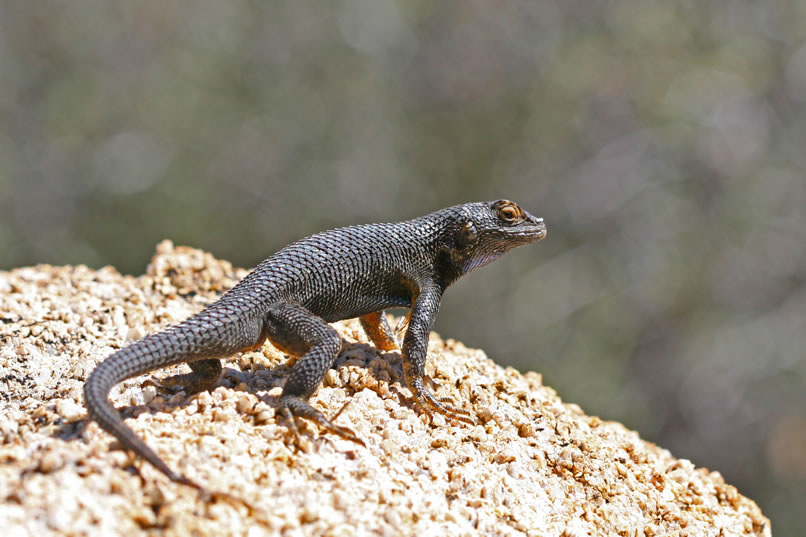 Fortunately, this male spiny lizard is a good sport and strikes a few poses for the camera.