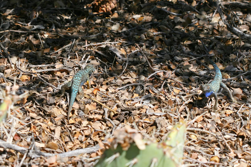 Sometimes the return hike from an adventure can be anticlimactic and boring.  This isn't the case today!  There's plenty of spectacular scenery, brilliant wildflowers and colorful lizards like the two male spiny lizards seen here in their vivid blue mating colors.