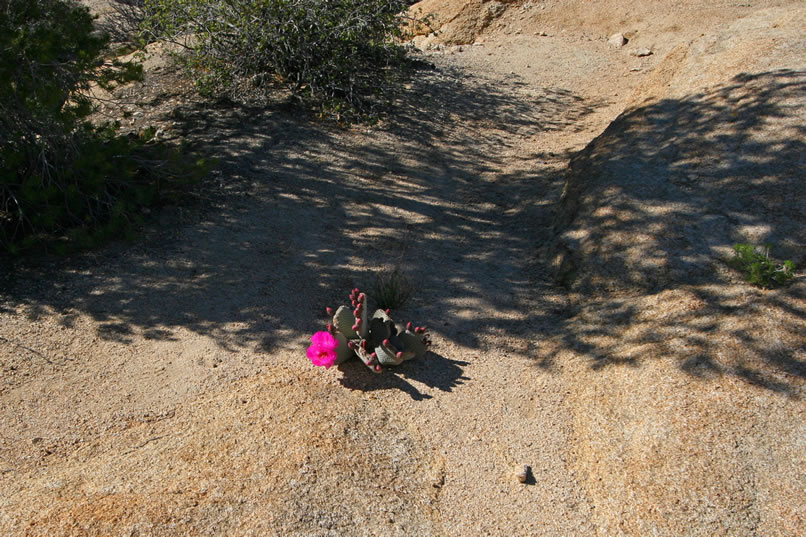 Two vivid blossoms and lots of buds on a beavertail cactus.