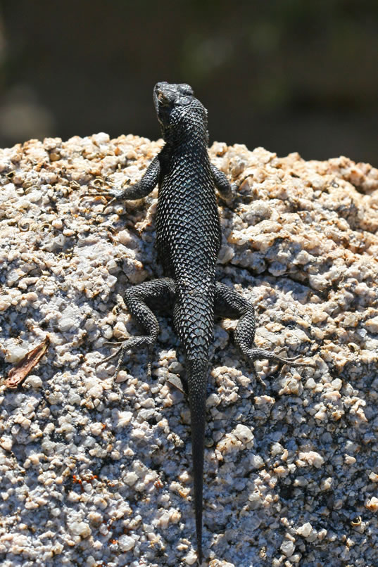 Another spiny lizard kindly poses for a portrait.