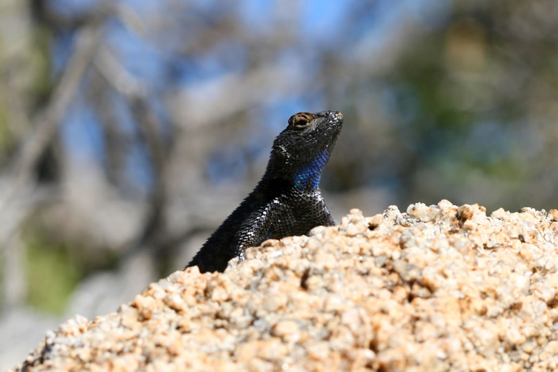 His blue throat color identifies him as a male.