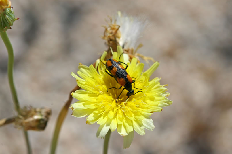 It looks like the blister beetles are out in force today!  This one is eupompha elegans.  Its favorite food is members of the sunflower family, such as the desert dandelion seen here.