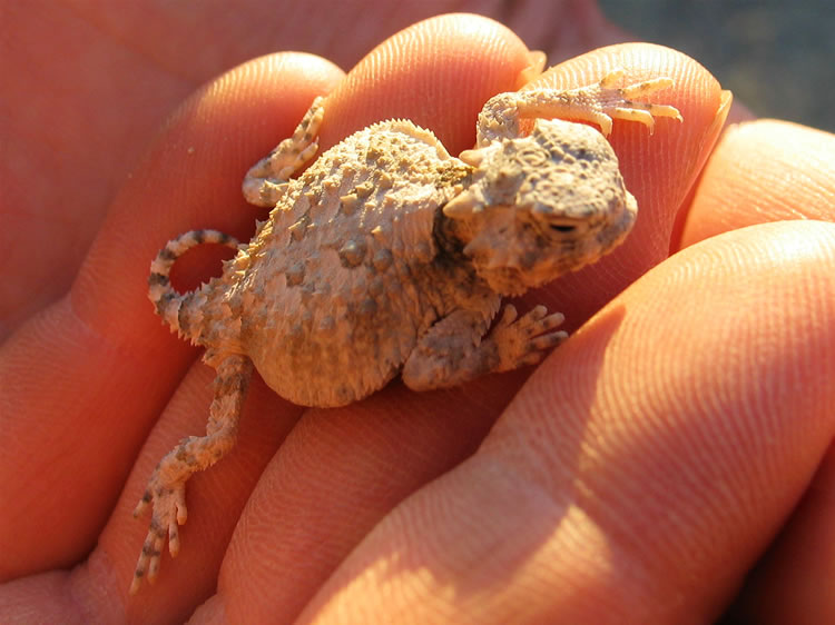 We find a baby horned lizard and relocate it further from camp for its safety.