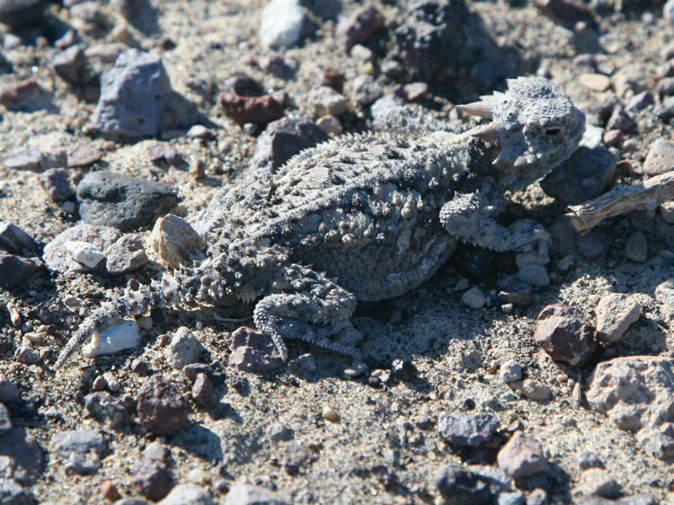 As we park at the north rim of The Sump for some scenic shots, we run into yet another well camouflaged horned lizard.