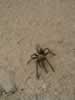 A tarantula came trotting on tiptoes. (121kb)