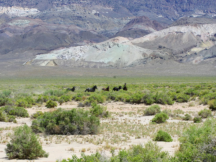 We aren't more than a mile or so down the road when we spot a small group of wild horses.  Of course they see us, also, and Niki scrambles to get some photos of them.