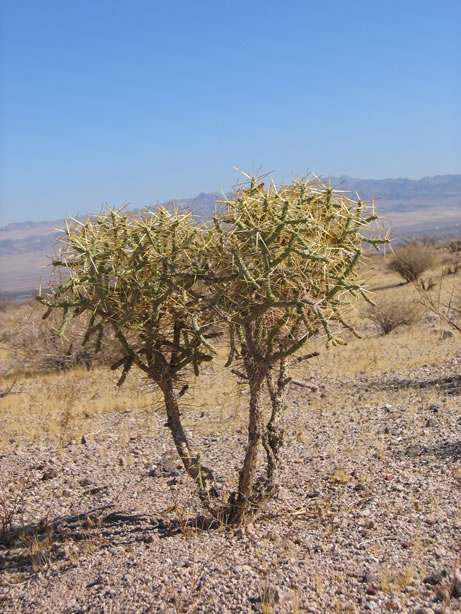 cholla