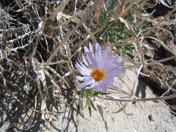 One of the many wildflowers in bloom.