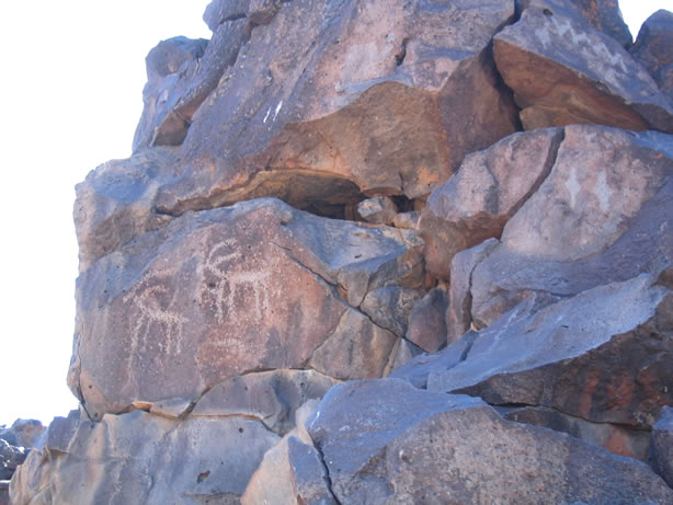 big horn sheep