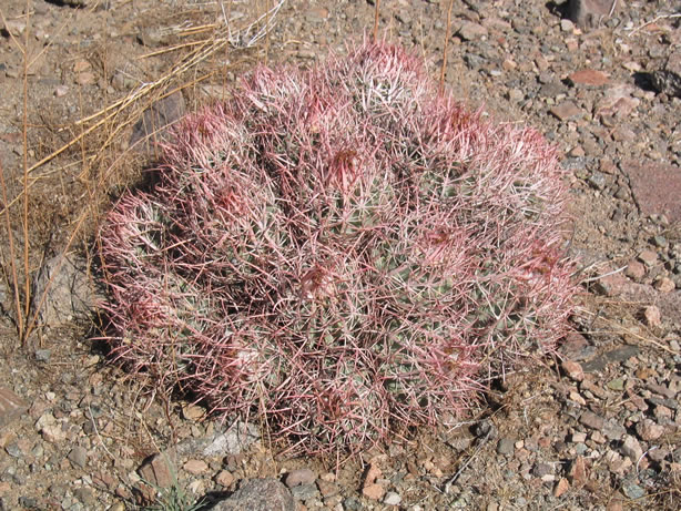 polycephalus, or many headed, cactus