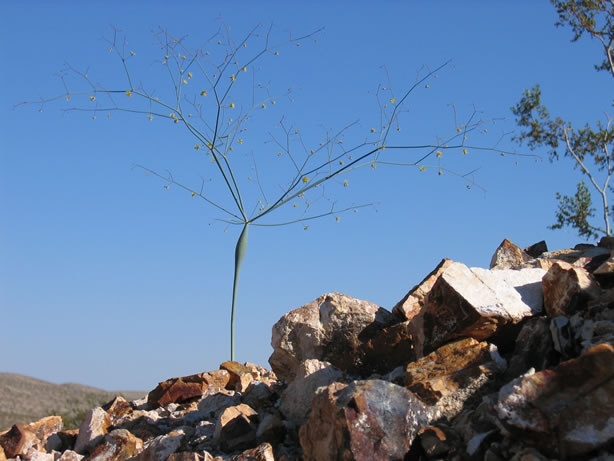 desert trumpet