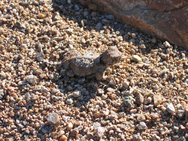 It turns out to be a baby horned lizard.