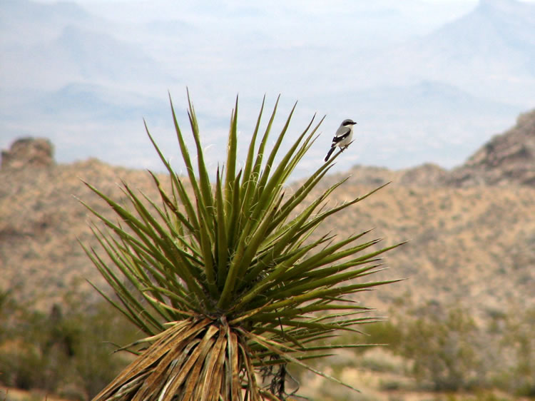As we leave Sunflower Spring and continue south, we spot this loggerhead shrike on a yucca spine.  These birds keep a sharp eye out for their next meal, insects and small rodents.